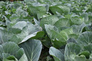 Farming cabbages? Here is the cost per acre