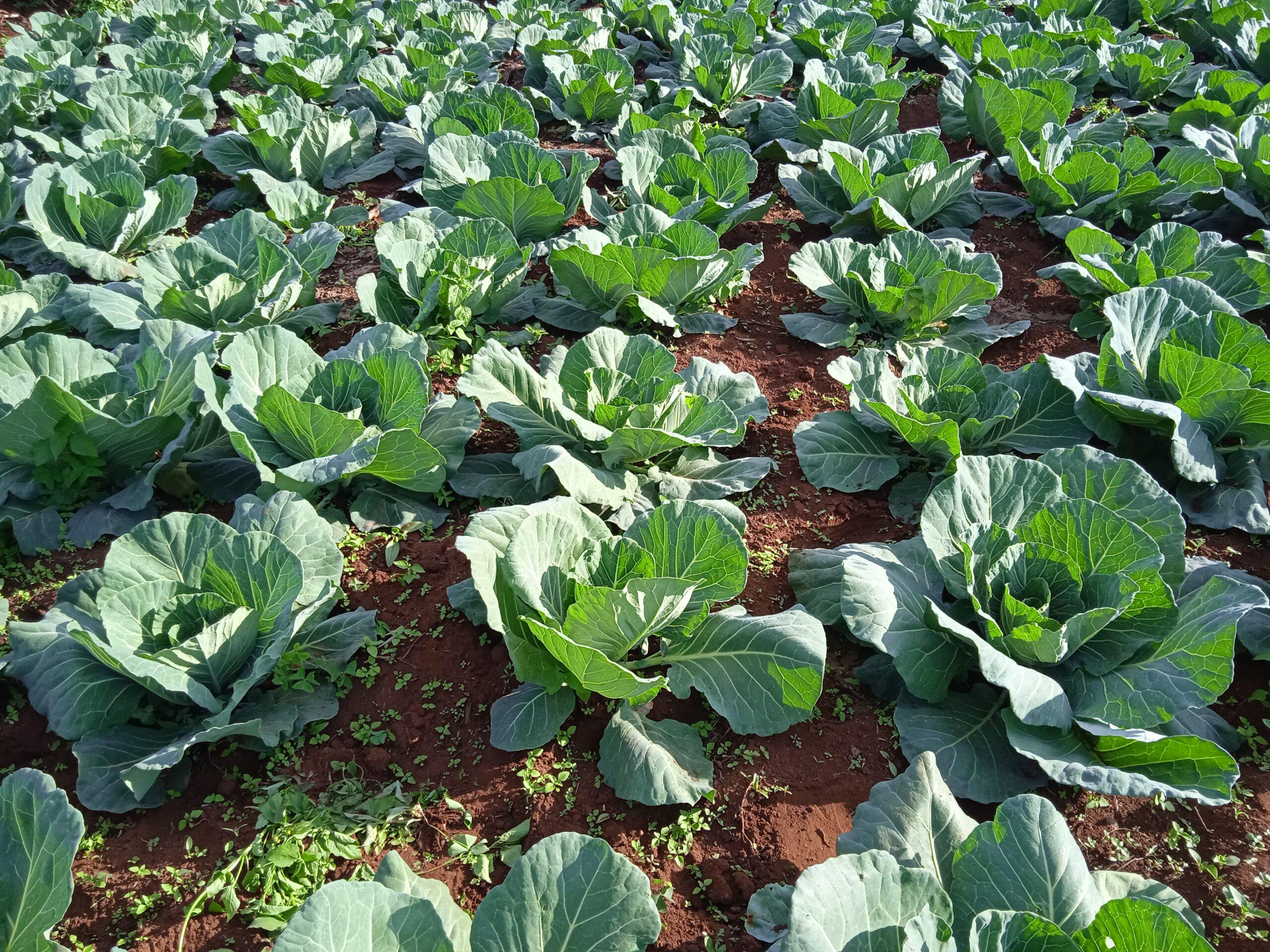 number of cabbages that can grow in an acre