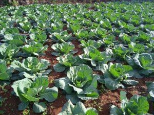 Complete cabbage farming guide from planting to harvesting 2023