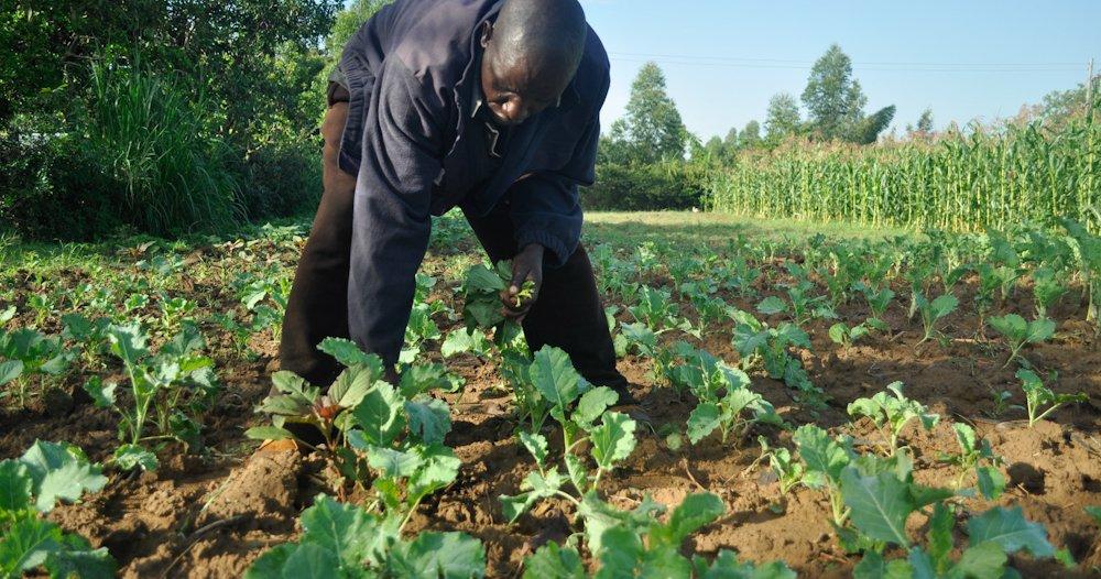 The simple secrets of kale (Sukuma Wiki) Farming in Kenya