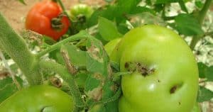tuta management and control