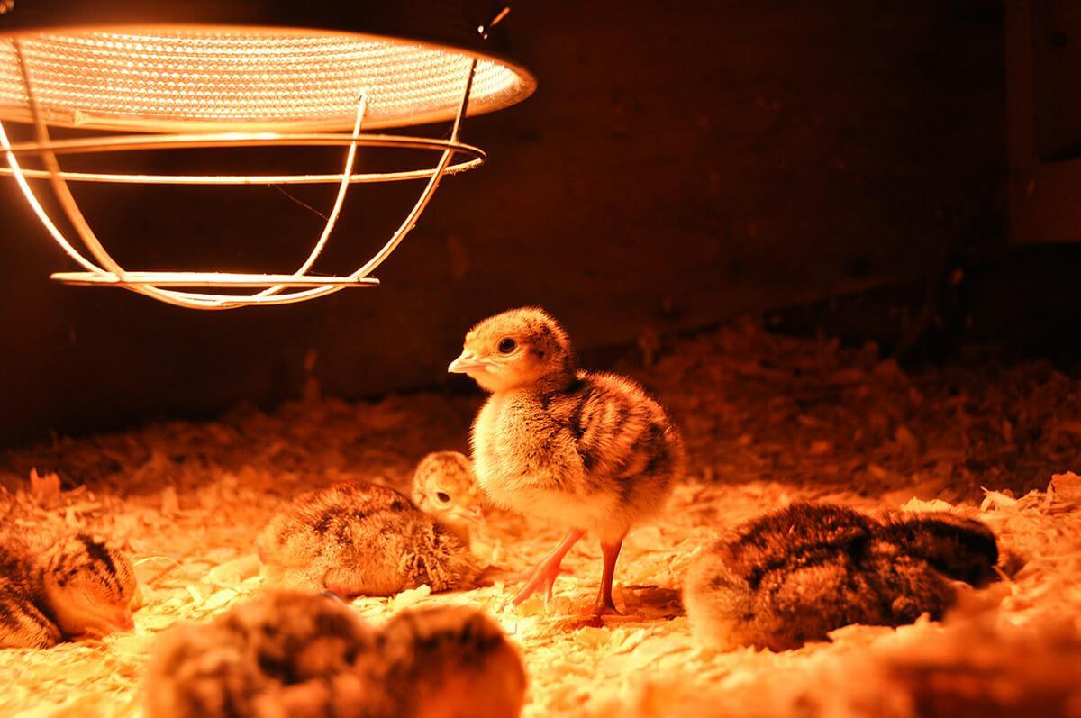 Reasons Why Chicks Die In The First Month - Agricultural Solution Center