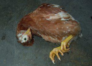 Reasons why chicks die in the first month