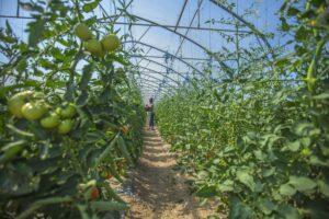 how to farm tomatoes in greenhouses affected by bacterial wilt