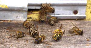 insecticides poisoning