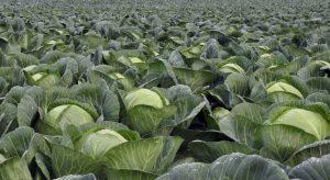Best cabbage varieties to grow in Kenya,2022