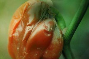 pepper bacterial diseases and how to control them