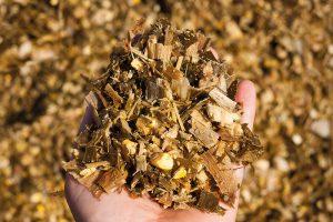 No milk increase after feeding maize silage,find out why