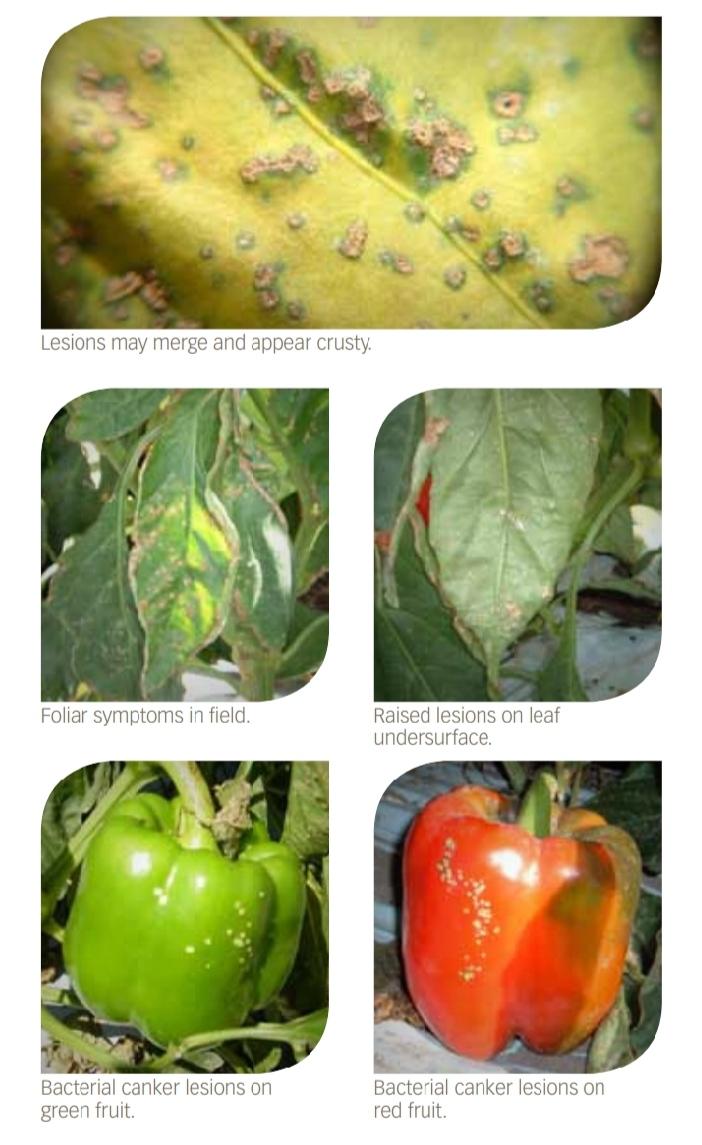 pepper bacterial diseases
