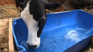 How to increase milk yield from your dairy farming;find out if your feeding is right