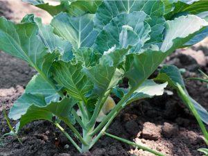 Best kales and collards to farm in Kenya,2024