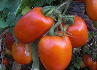 best tomato varieties in kenya