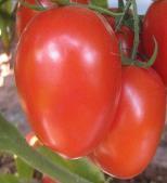 best tomatoes variety