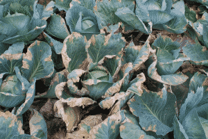 Black rot in cabbages:Control and prevention
