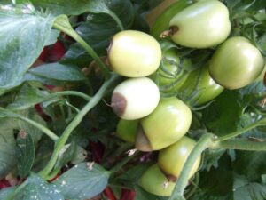 how to control blossom end rot