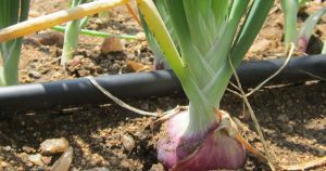 How to irigate and apply fertilizers in onion farming