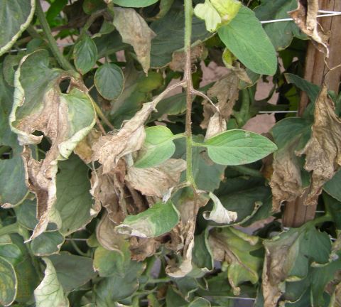 How to control late blight