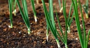 Onion seedlings-How to raise and tranplant them successfully