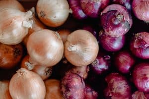 Key features of best onion varieties in Kenya, 2021