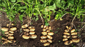 potatoe farming