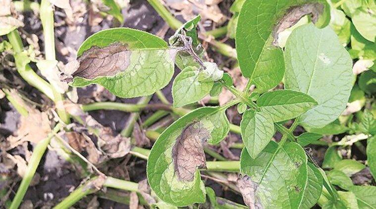 How to control late blight