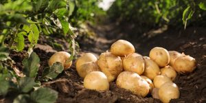 Important characteristics of various potatoes varieties in Kenya-updated