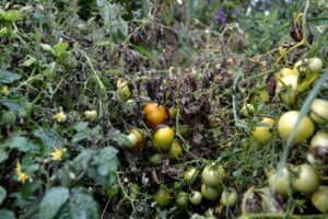 How to control late blight