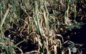 How to control purple blotch