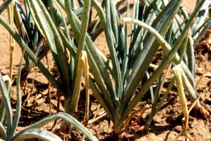 how to control pests in onion farming