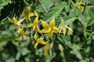 Find out the best outdoor tomato varieties that are least to disappoint you in 2021