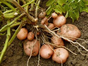 Potatoe farming