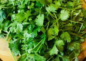 Coriander leaves farming