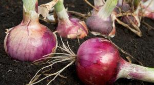 Onion farming in kenya-curing,harvesting and presevatoion