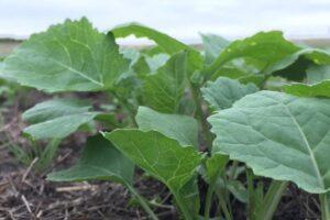 This is what makes a good agricultural land for farming