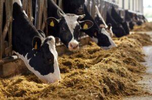 How to feed dairy cows for high milk production
