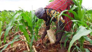 Dark horizon for farmers as fertilizer's prices soar high