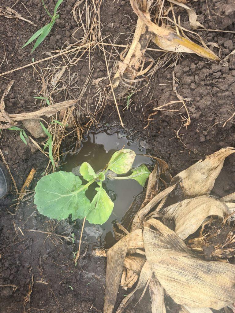 cabbage farming:Five days after transplanting