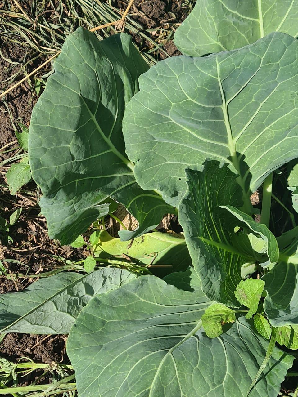 professional cabbage farming