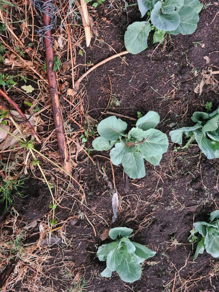 cabbage farming