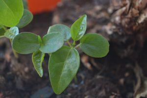 how to raise passion seedlings