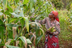 How to carry out a profitable farming business