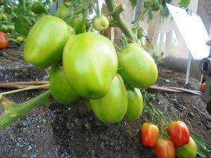 How to apply tomato fertilizers for best  yields