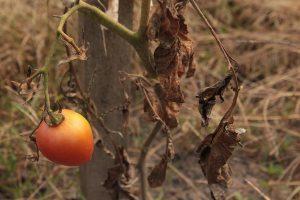 How to control the most destructive tomato diseases