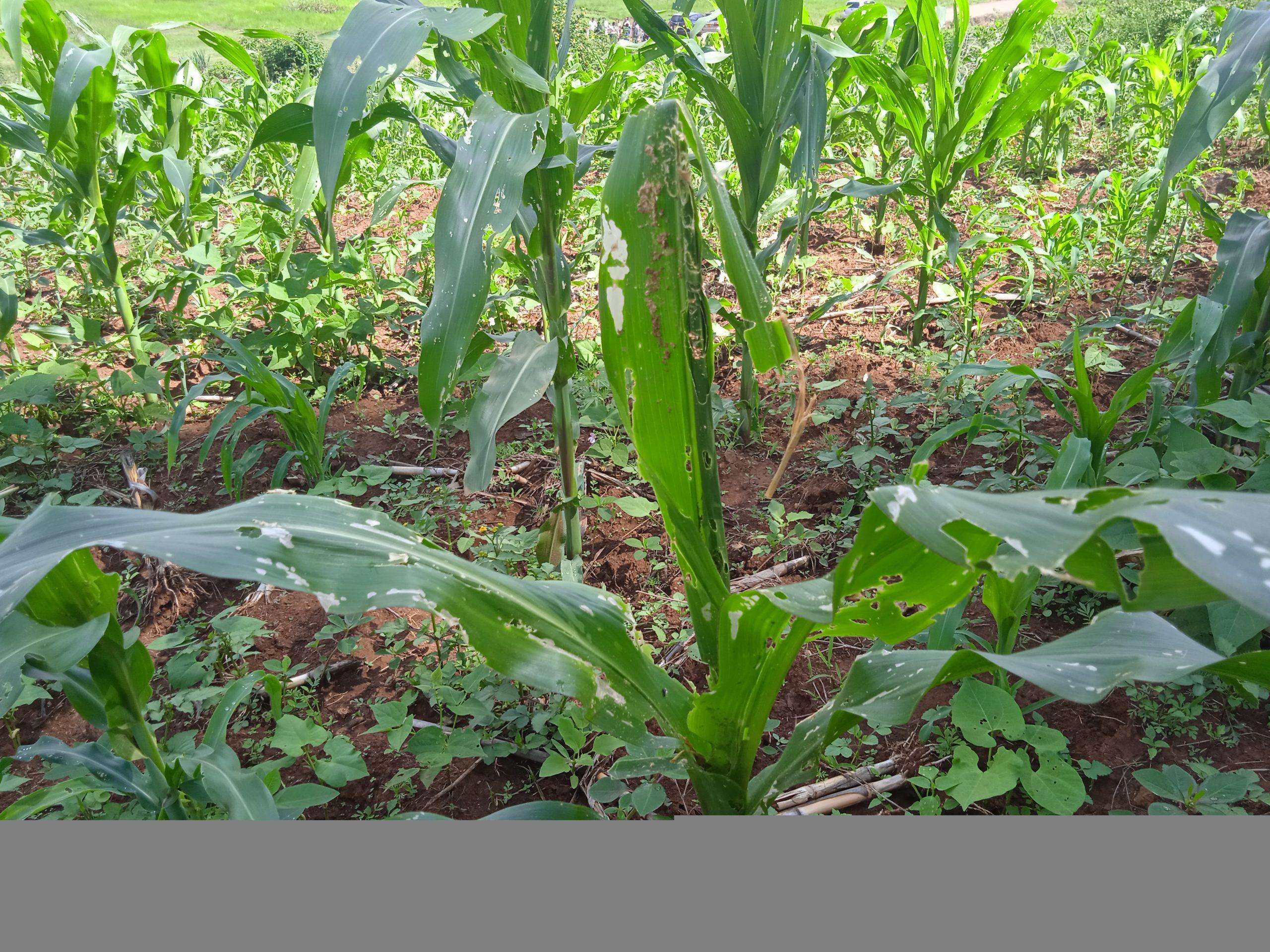 How to identify and control Fall armyworm