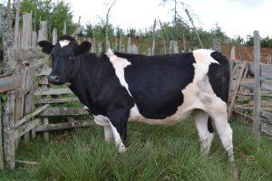 Learn what makes the best ideal dairy cow