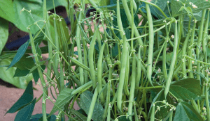 simple guide on french beans farming