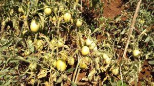 How to control black rot