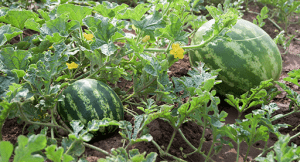 How to get high profit in watermelon farming by using manure