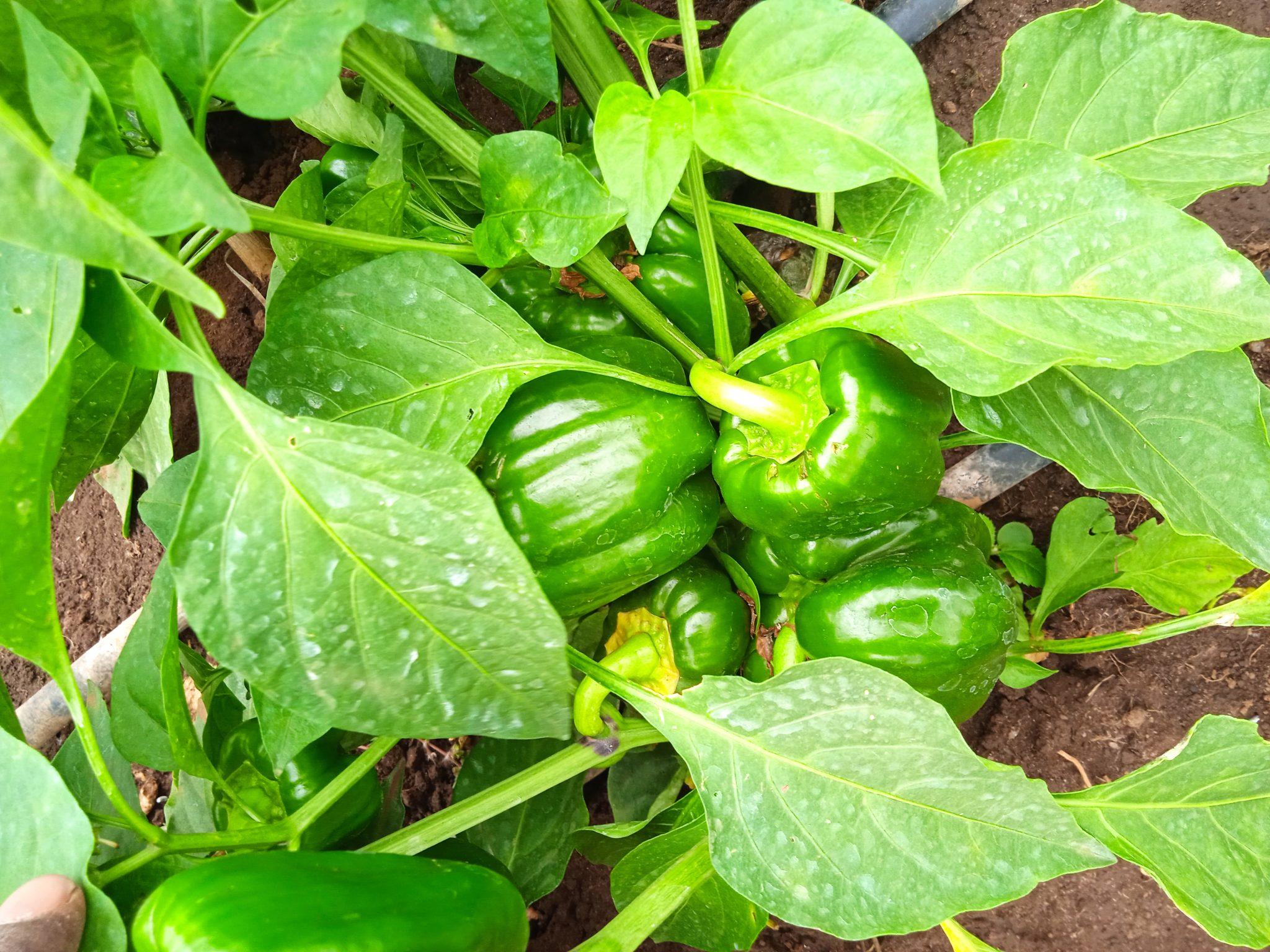 The right capsicum planting spacing with high yields