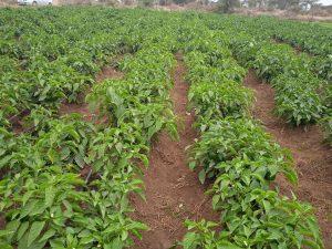 capsicum spacing for high yields